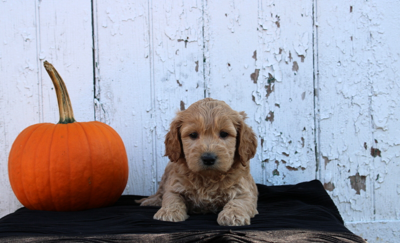 puppy, for, sale, Mini Goldendoodle F2B, Matthew B. Stoltzfus, dog, breeder, Gap, PA, dog-breeder, puppy-for-sale, forsale, nearby, find, puppyfind, locator, puppylocator, aca